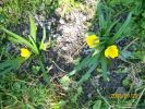 sternbergia_1385.JPG