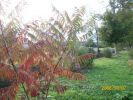 Nom du fichier=sumac_1415.JPG
Taille du fichier=66Ko
Dimensions : 442x332
Ajouté le : 07 Octobre 2008 sumac_1415.JPG