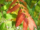 sumac_rhus_I0022.JPG