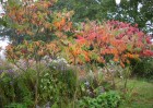 sumacs_476.JPG