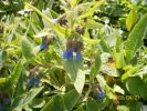 Nom du fichier=symphytum_caucasicum_azureum_385.JPG
Taille du fichier=65Ko
Dimensions : 410x307
Ajouté le : 23 Juin 2008 symphytum_caucasicum_azureum_385.JPG