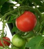 tomate_fournaise_01.JPG