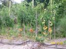tomates_1157.JPG
