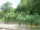 tomates_1237.JPG