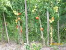 tomates_1238.JPG