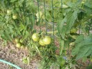 tomates_2813.JPG