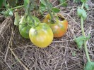 tomates_2828.JPG