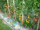 tomates_I0722.JPG