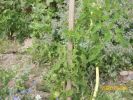 tomates_et_bourrache_1247.JPG