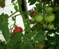 tomates_serre_99.JPG