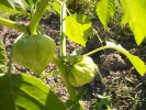tomatilles_3138.JPG