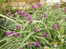 tradescantia_virginiana_773.JPG