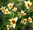 tulipes_botaniques_54.JPG