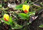 Nom du fichier=tulipes_botaniques__650.JPG
Taille du fichier=134Ko
Dimensions : 700x491
Ajouté le : 03 Avril 2013 tulipes_botaniques__650.JPG