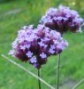 verbena_I0676.JPG