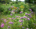 verbena_bonariensis_248.JPG