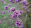 Nom du fichier=verbena_bonariensis_480.JPG
Taille du fichier=158Ko
Dimensions : 700x637
Ajouté le : 25 Octobre 2012 verbena_bonariensis_480.JPG