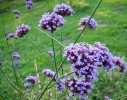 verbena_bonariensis_I0676.JPG