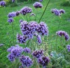 verbena_bonariensis_I0677.JPG