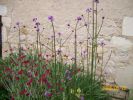 verbena_bonariensis_lychnis_948.JPG