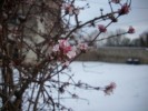 Nom du fichier=viburnum_bodnantense_43.JPG
Taille du fichier=80Ko
Dimensions : 798x599
Ajouté le : 18 Décembre 2009 viburnum_bodnantense_43.JPG