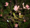 Nom du fichier=viburnum_bodnantense_60.JPG
Taille du fichier=190Ko
Dimensions : 700x661
Ajouté le : 05 Janvier 2012 viburnum_bodnantense_60.JPG
