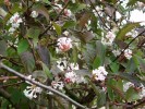 viburnum_bodnantense_I0066.JPG