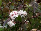 Nom du fichier=viburnum_bodnantense_I0067.JPG
Taille du fichier=185Ko
Dimensions : 699x524
Ajouté le : 24 Octobre 2009 viburnum_bodnantense_I0067.JPG
