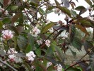 Nom du fichier=viburnum_bodnantense_I0071.JPG
Taille du fichier=206Ko
Dimensions : 699x524
Ajouté le : 24 Octobre 2009 viburnum_bodnantense_I0071.JPG
