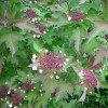 viburnum_sargentii_onondaga110.JPG