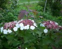 viburnum_sargentii_onondaga_I3495.JPG