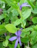 vinca_079.JPG