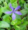 vinca_major_79.JPG
