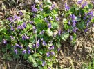 Nom du fichier=violettes__642.JPG
Taille du fichier=175Ko
Dimensions : 700x512
Ajouté le : 03 Avril 2013 violettes__642.JPG