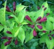 weigela__looymansii_aurea_I3547.JPG