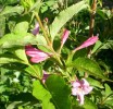 weigelia_29.JPG