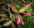 weigelia_I0273.JPG