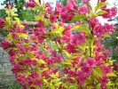 weigelia_doré_0352.JPG
