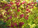 weigelia_doré_28.JPG