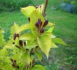 weigelia_doré_I0267.JPG