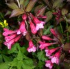 weigelia_florida_purpurea__alexandra___I3545.JPG