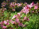 weigelia_rose_1945.JPG