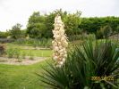 yucca_945.JPG