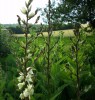 yucca_filamentosa_I3730.JPG