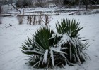 yuccas_22.JPG