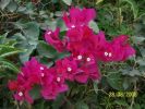 Nom du fichier=Bougainv_et_Galant_de_nuit.jpg
Taille du fichier=36Ko
Dimensions : 270x203
Ajouté le : 31 Août 2008 Bougainv_et_Galant_de_nuit.jpg