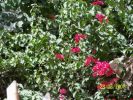 Nom du fichier=Bougainvillié_red.jpg
Taille du fichier=49Ko
Dimensions : 270x203
Ajouté le : 31 Août 2008 Bougainvillié_red.jpg