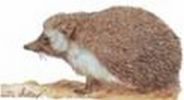 Nom du fichier=Hérisson_du_désert.jpg
Taille du fichier=8Ko
Dimensions : 260x141
Ajouté le : 13 Septembre 2008 Hérisson_du_désert.jpg