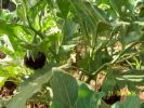 aubergines_noires_(_badinjann).jpg