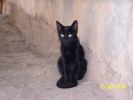 Nom du fichier=chat_noir.jpg
Taille du fichier=24Ko
Dimensions : 307x230
Ajouté le : 03 Septembre 2008 chat_noir.jpg
